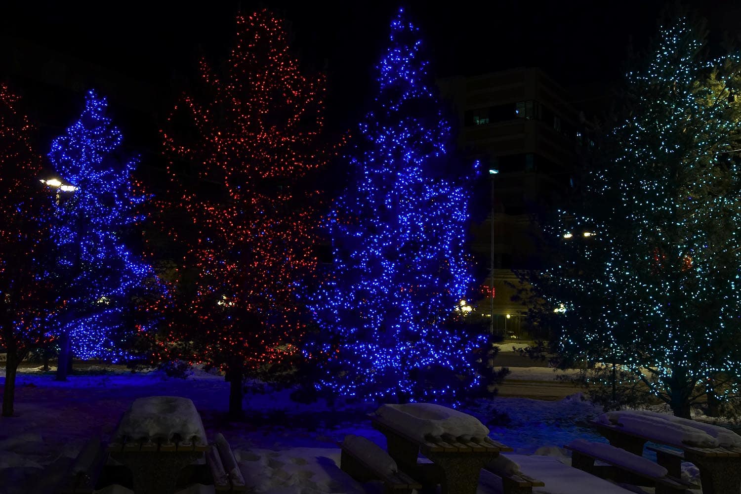 university-hospital-pine-trees