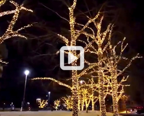 South Centre Mall Trees Video